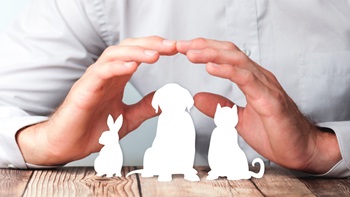 Assurance animaux